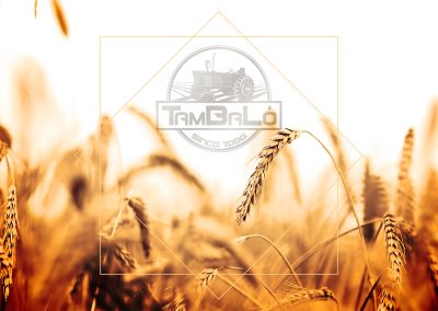 Tambalo logo